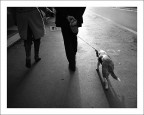 Vita da Cani