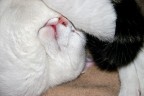 Dolce dormire