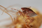 La cimice e la spiga 2