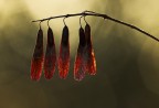 cinque rosse