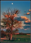 Albero rosso