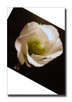 Fiore interno