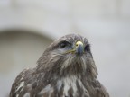 Falco a met
