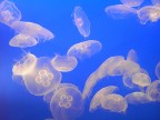 meduse