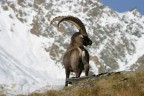 Stambecco (Capra Ibex)

Canon eos 10 D - Obbiettivo Canon 90-300 mm