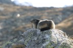 Marmotta (Marmota marmota)

Canon eos 10 D - Obbiettivo Canon 90-300 mm