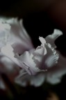 Petali di Nuvole
