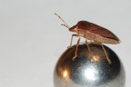 Sulla Sfera...