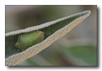 cimice avvolta