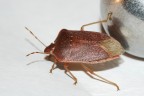La cimice e la sfera