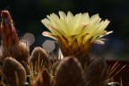 Canon EOS 300D+50 Macro - 1/400 . f7,1 . 100 ISO

Com' ?