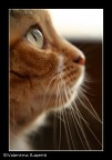 Profilo di Miao