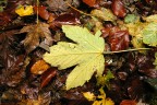 Foglia d'autunno