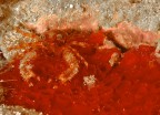 Santa Maria al Bagno (Nard)
-11 mt. 
Notturna

Piccolissima specie di crostaceo molto simile ad un'aragosta, circa 5 mm.
Questa foto mi ha fetto penare non poco per posizionare lampada e flash, visto che l'animaletto si trovava in una fessura non pi larga di un dito....

Critiche e commenti, come sempre, benedetti

Grazie mille a tutti

Giuseppe