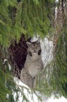 Lince