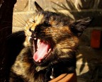 Che belva!!!