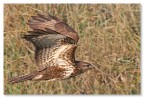 Volo rapace
