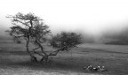 Albero nella nebbia