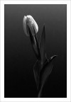Un'altra foto della serie fatta ai tulipani. Questa con un fondale leggermente pi chiaro e con una diversa illuminazione.