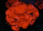 Nikon F3; Nikkor AIS 50/1.8; Fujichrome Provia 100F; Tubi di prolunga gentilmente prestati... ;)