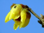giallo atto III^