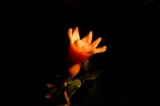 Fiore di Melograno