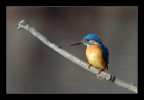 Martino