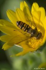 vichiedo consigli su come poter migliorerare le mie foto sulla tecnica