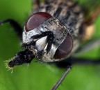 Mosca