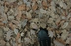 passeggiando