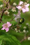 Canon EOS 300D+macro, 1/320, F 5,6, 100 ISO

Le mie fotografie non sono belle,ma per ora non sono in grado di fare diversamente.
