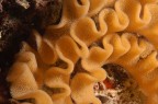 Santa Maria al Bagno (Nard)
-8 mt.
Notturna

Particolare di un gruppo di uova di nudibranco. Ogni singolo uovo  una masserella gialla composta da 5 o pi gruppi di cellule, tutte protette in una frangia di gelatina.

Critiche e suggerimenti sempre molto ben apprezzati

Grazie mille a tutti

Giuseppe