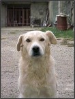 Questo  il mio primo cane... ama farsi fotografare...