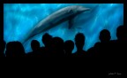 Delfini