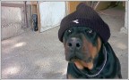 Invece questo  il mio secondo cagnolone... non per stazza... con i suoi 45 Kg. di muscolatura...
Aspetto rude e cattivo... ma in fondo  + buono di un canarino