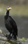 Renzo-Cormorano 2