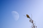 il gheppio e la luna