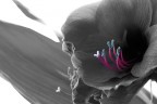  la prima volta che provo sto giochino con immagini sfumate prima ho selezionato e desaturato, poi ho lavorato con la spugnina. credo per che questo metodo non sia molto efficace quando si ha a che fare con immagini pi elaborate esoprattutto con immagini destinate a grandi stampe. Voi come avreste fatto??? poi... la foglia sulla destra... i pixxxel...why??? 
Grazie a tutti.