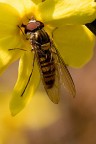 spuntino