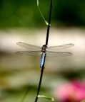 Pomeriggio del giorno che ho acquistato il mitico CANON 100mm MACRO. Esco in giardino, mi stendo sull'erba davanti al mio stagno pieno di ninfee, papiri e fiori di loto. Alzo lo sguardo e vedo una libellula che si posa di fronte a me su di una spiga selvaticamente cresciuta vicino alla riva. Sembrava quasi volesse che i primi scatti macro li dedicassi a lei. Da quel giorno non ha pi abbandonato lo stagno, si allontanava di tanto in tanto per cacciare.

Canon EOS 300D + CANON 100mm MACRO