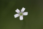 CANON 350D + CANON 100mm MACRO