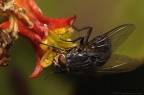 Calliphora vicina