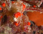 Santa Maria al Bagno (Nard)
-1,5 mt.
Notturna in grotta

Piccola granceola che tenta di mimetizzarsi facendosi crescere addosso alghe minuscole e spugne rosse. Per scattare questa foto mi sono dovuto mettere a testa in gi e puntellarmi con i piedi sulla volta della grotta.

Critiche e suggerimenti graditissimi
Grazie mille a tutti
Giuseppe