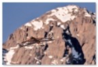 Aquila Reale in libert