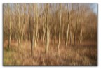 ubriaco nel bosco!