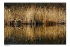 riflesso