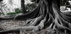 Al Real Orto Botanico di Napoli