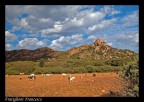 Campagna Sarda