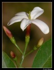 Jasminum officinale ( Gelsomino )
