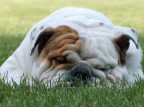 Bullo 2